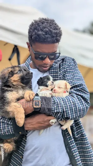 Photo - 1-3 months Male Purebred German Shepherd