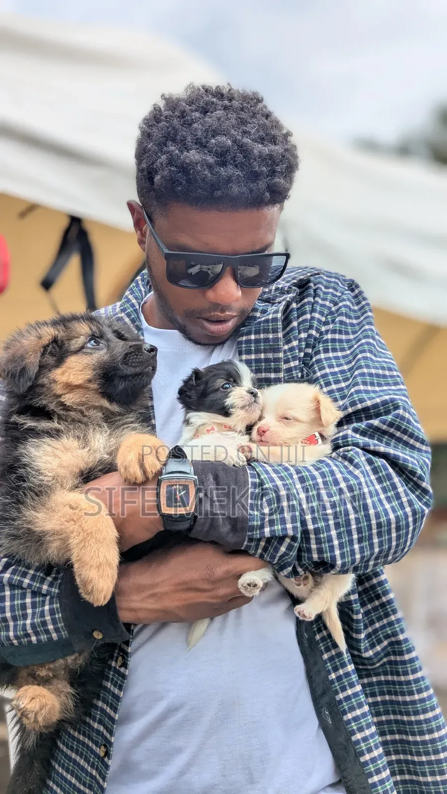 1-3 months Male Purebred German Shepherd