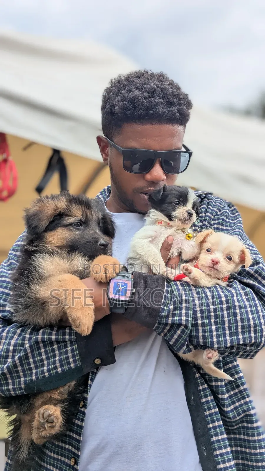 1-3 months Male Purebred German Shepherd