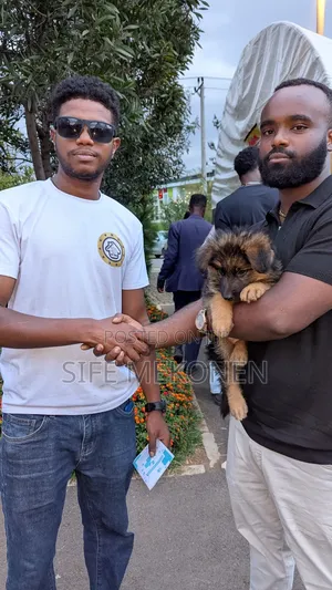 Photo - 1-3 months Male Purebred German Shepherd