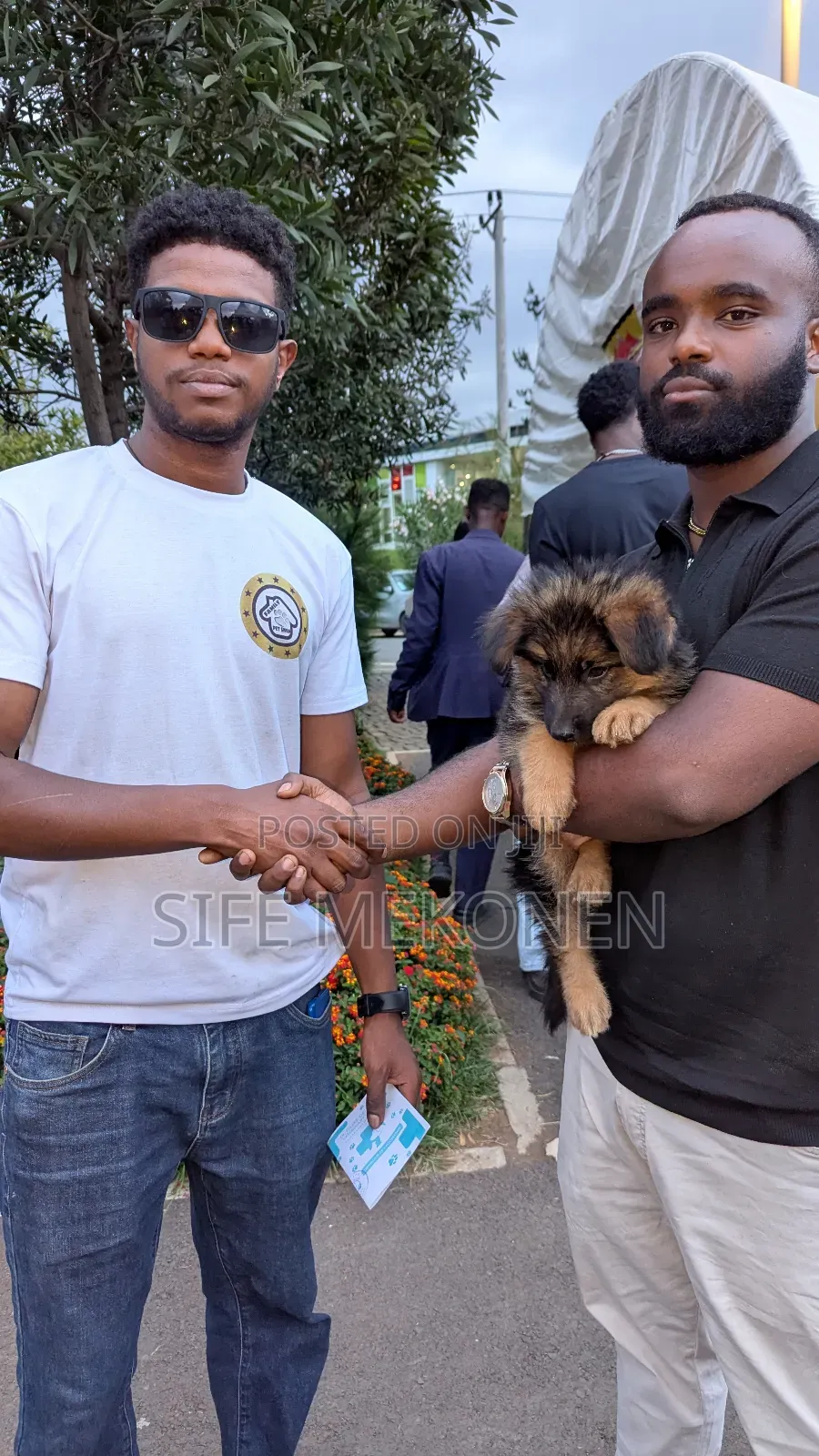 1-3 months Male Purebred German Shepherd