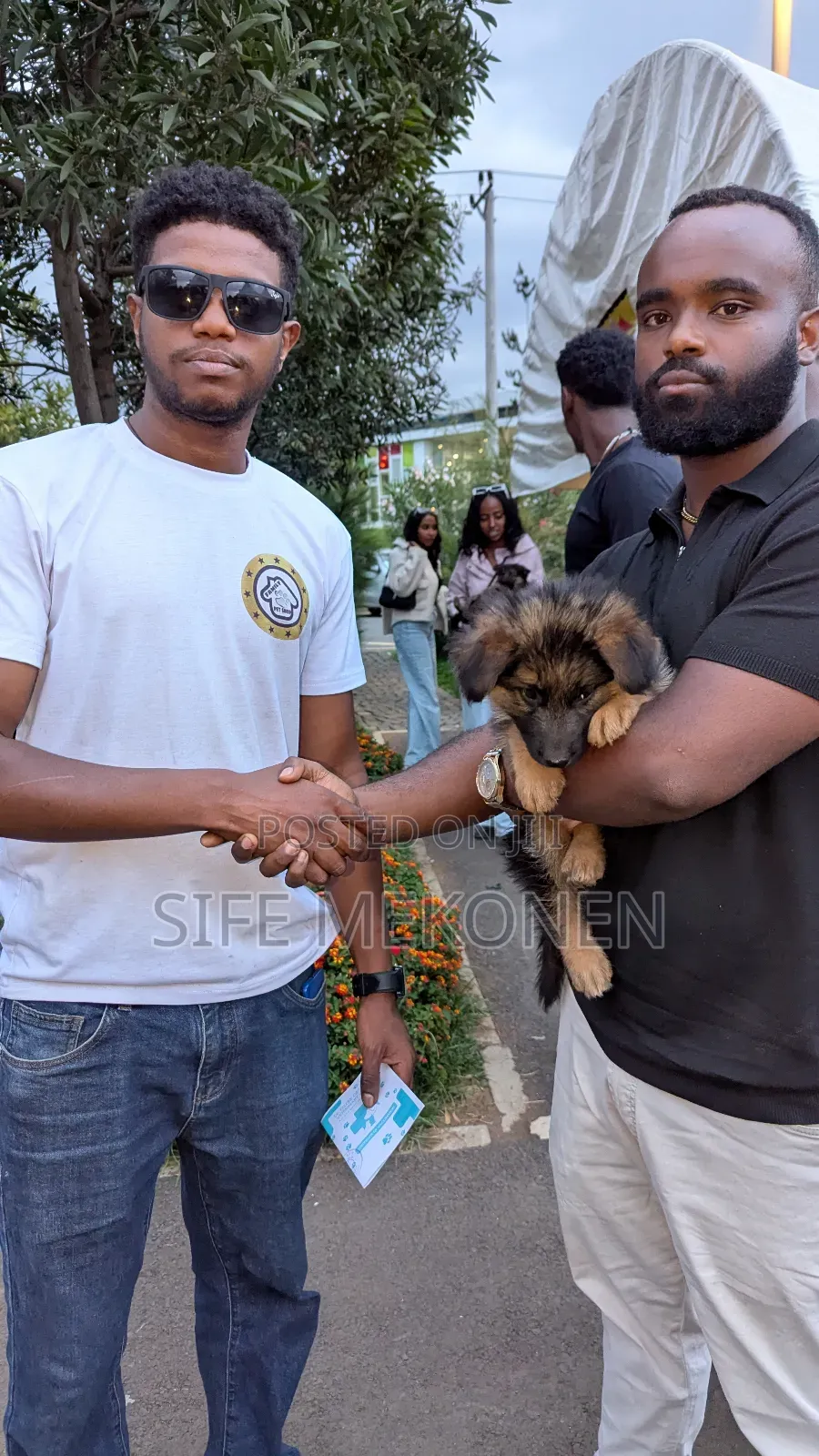 1-3 months Male Purebred German Shepherd