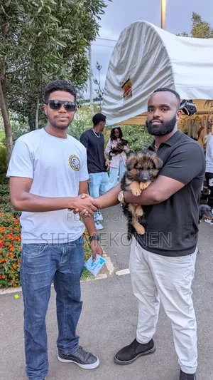 1-3 months Male Purebred German Shepherd