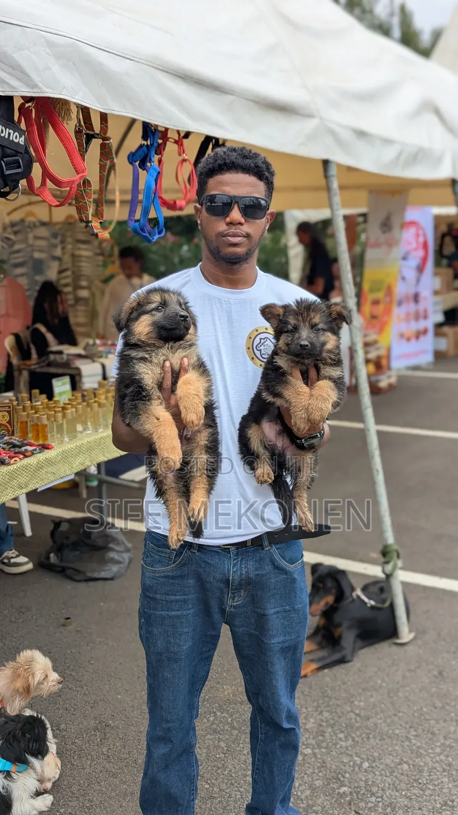 1-3 months Male Purebred German Shepherd