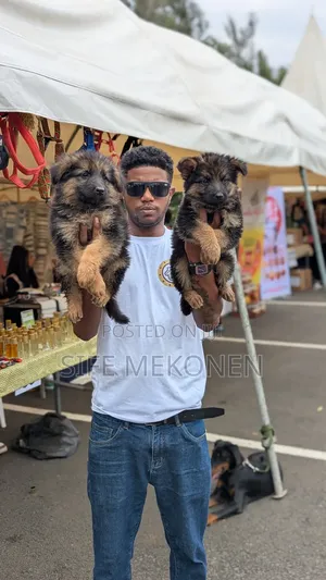 Photo - 1-3 months Male Purebred German Shepherd