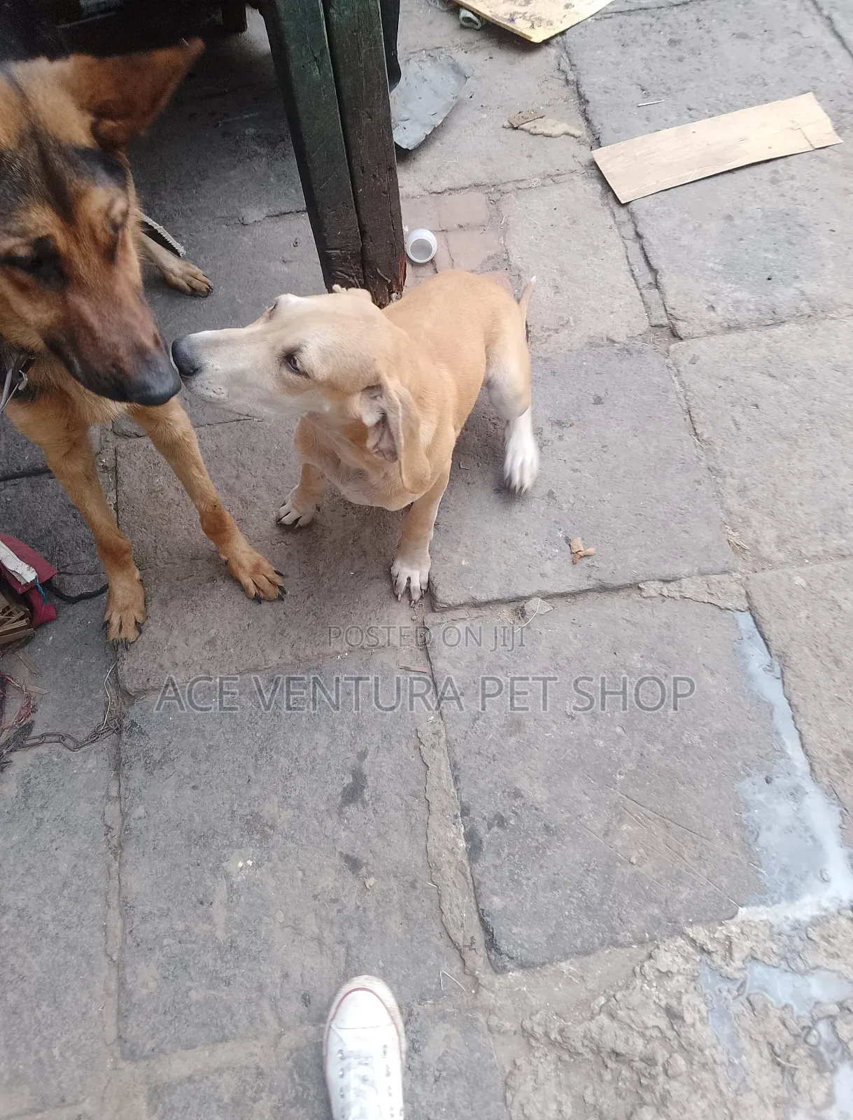 1-3 months Male Purebred Great Dane