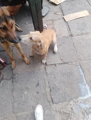 Photo - 1-3 months Male Purebred Great Dane