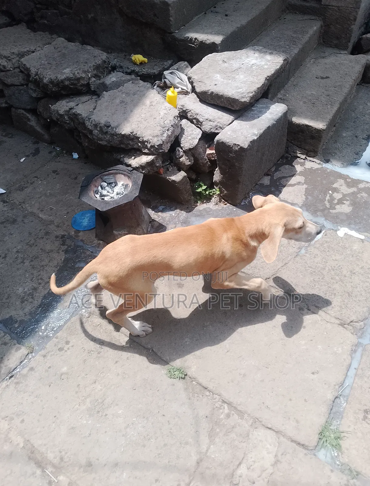 1-3 months Male Purebred Great Dane