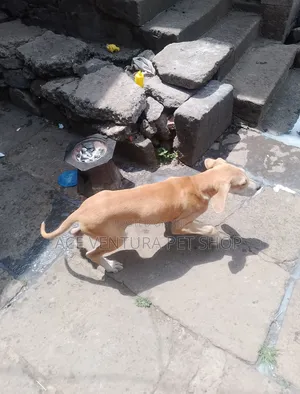 1-3 months Male Purebred Great Dane