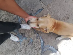 1-3 months Male Purebred Great Dane