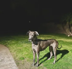 Photo - 1-3 months Male Purebred Great Dane