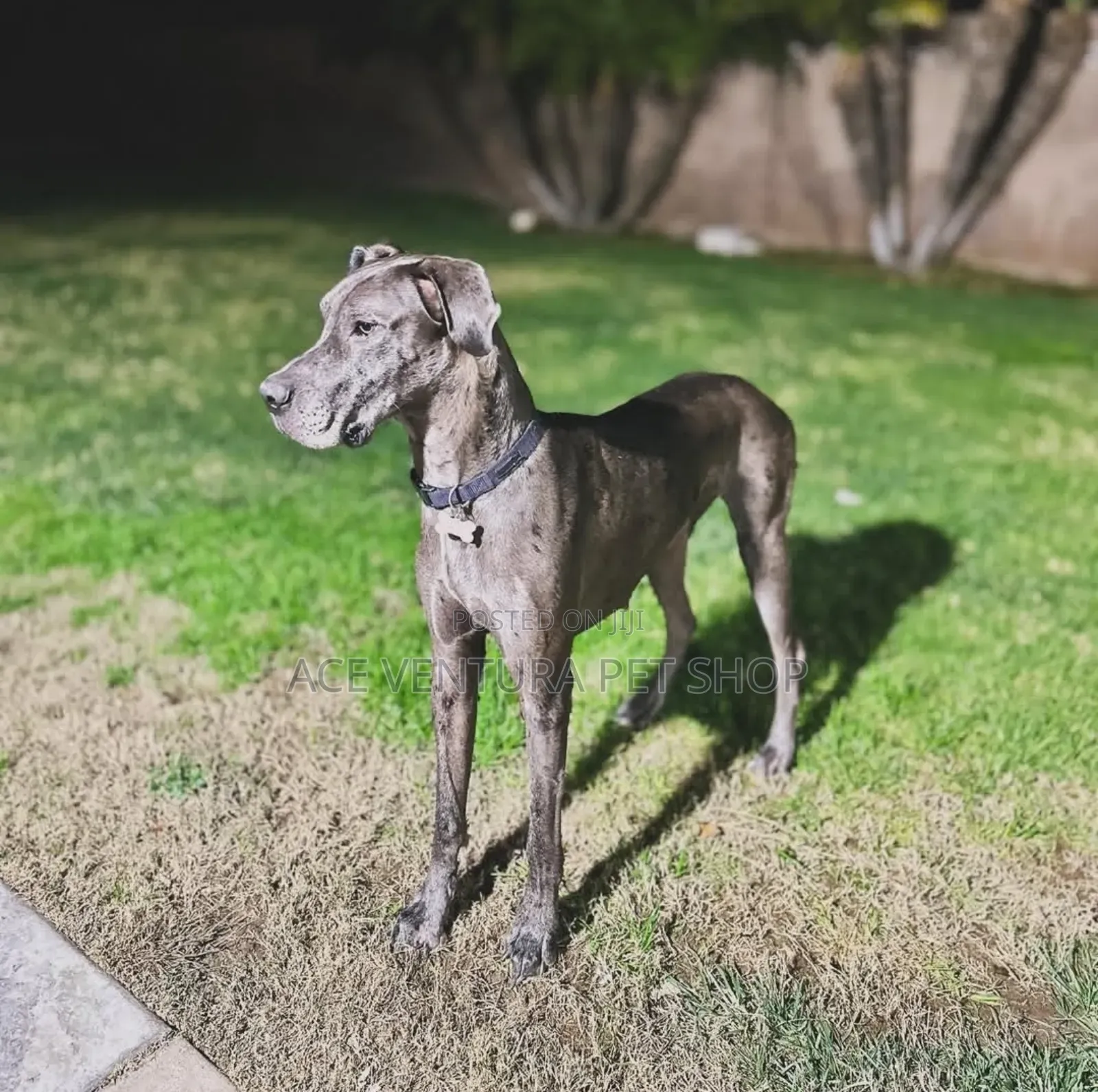 1-3 months Male Purebred Great Dane