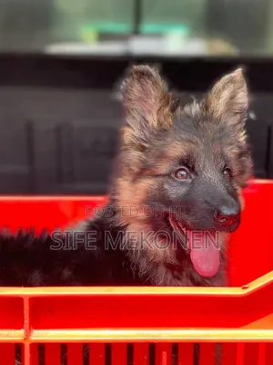 1-3 months Male Purebred German Shepherd
