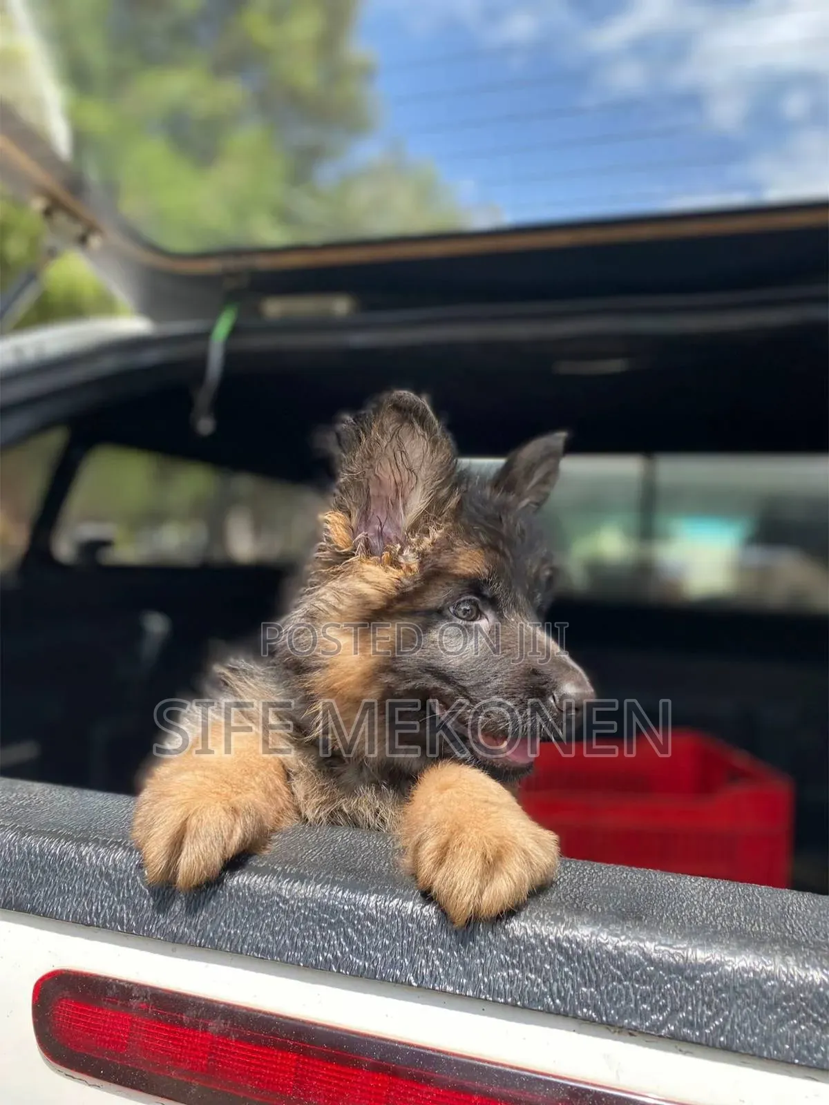 1-3 months Male Purebred German Shepherd
