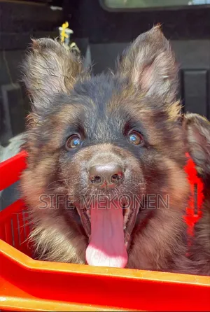 1-3 months Male Purebred German Shepherd
