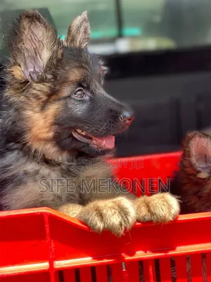 Photo - 1-3 months Male Purebred German Shepherd