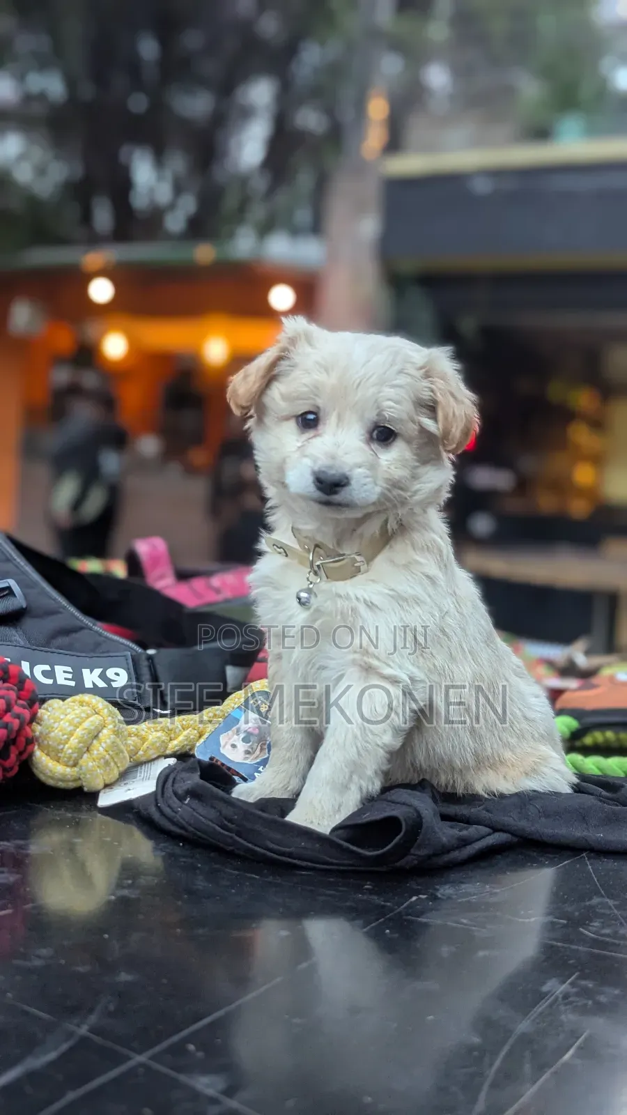 1-3 months Male Purebred Maltese