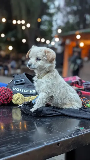 1-3 months Male Purebred Maltese