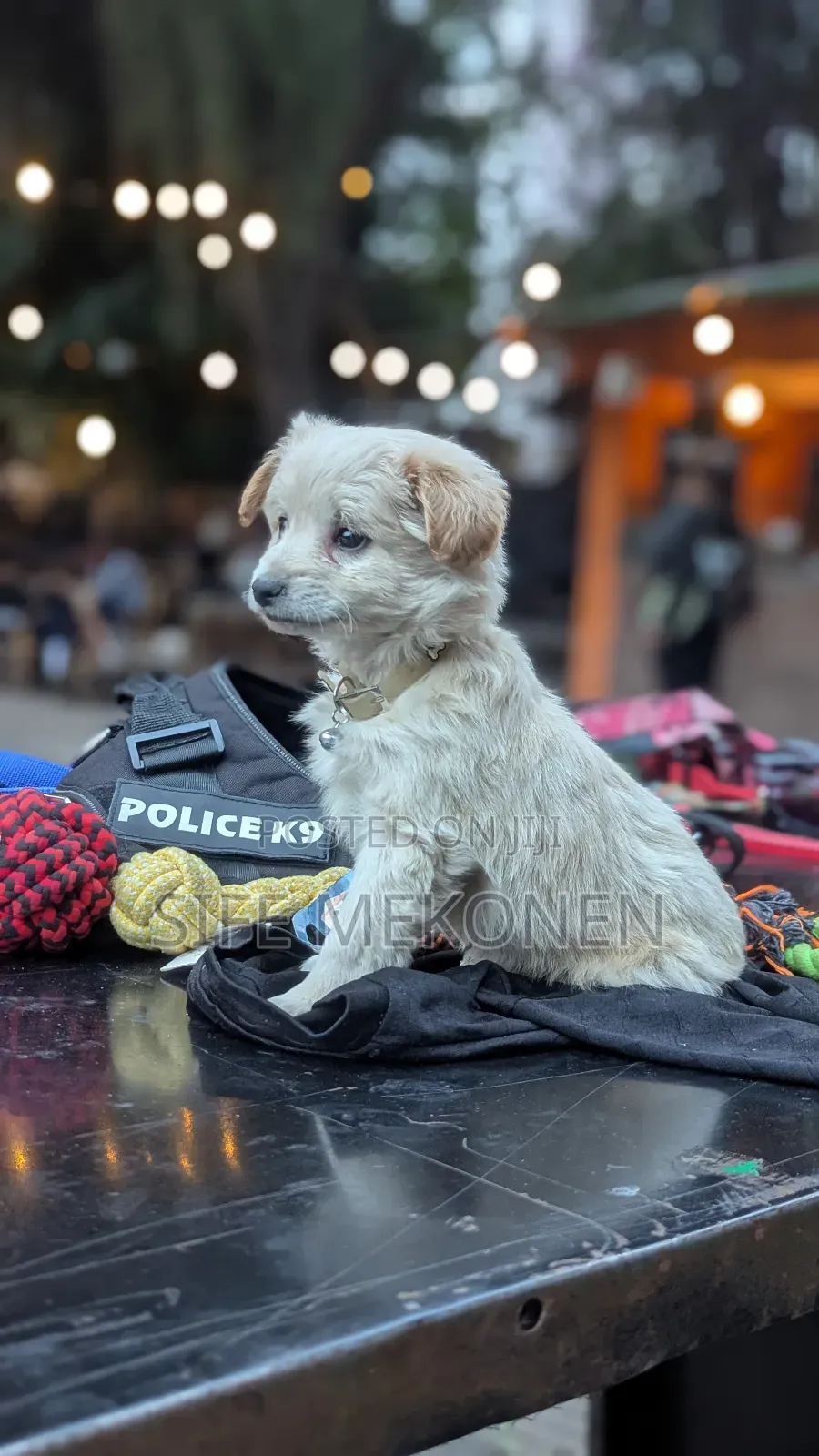 1-3 months Male Purebred Maltese