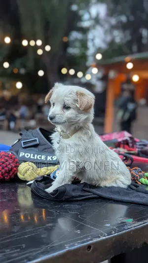 1-3 months Male Purebred Maltese