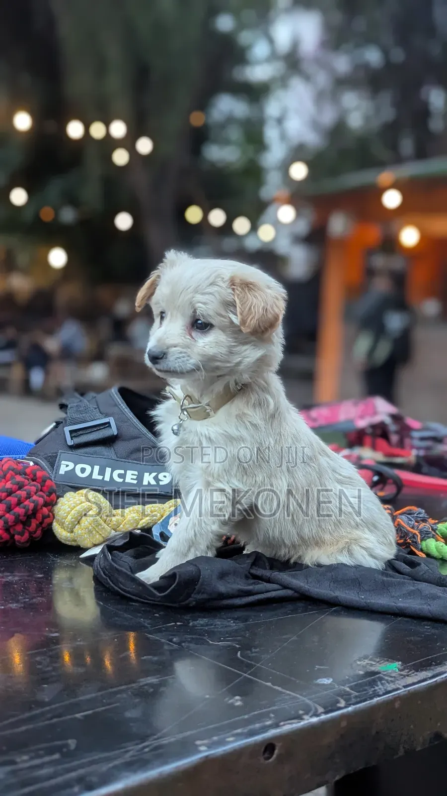 1-3 months Male Purebred Maltese