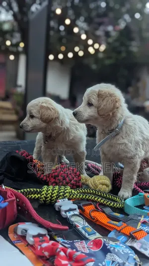 Photo - 1-3 months Male Purebred Maltese