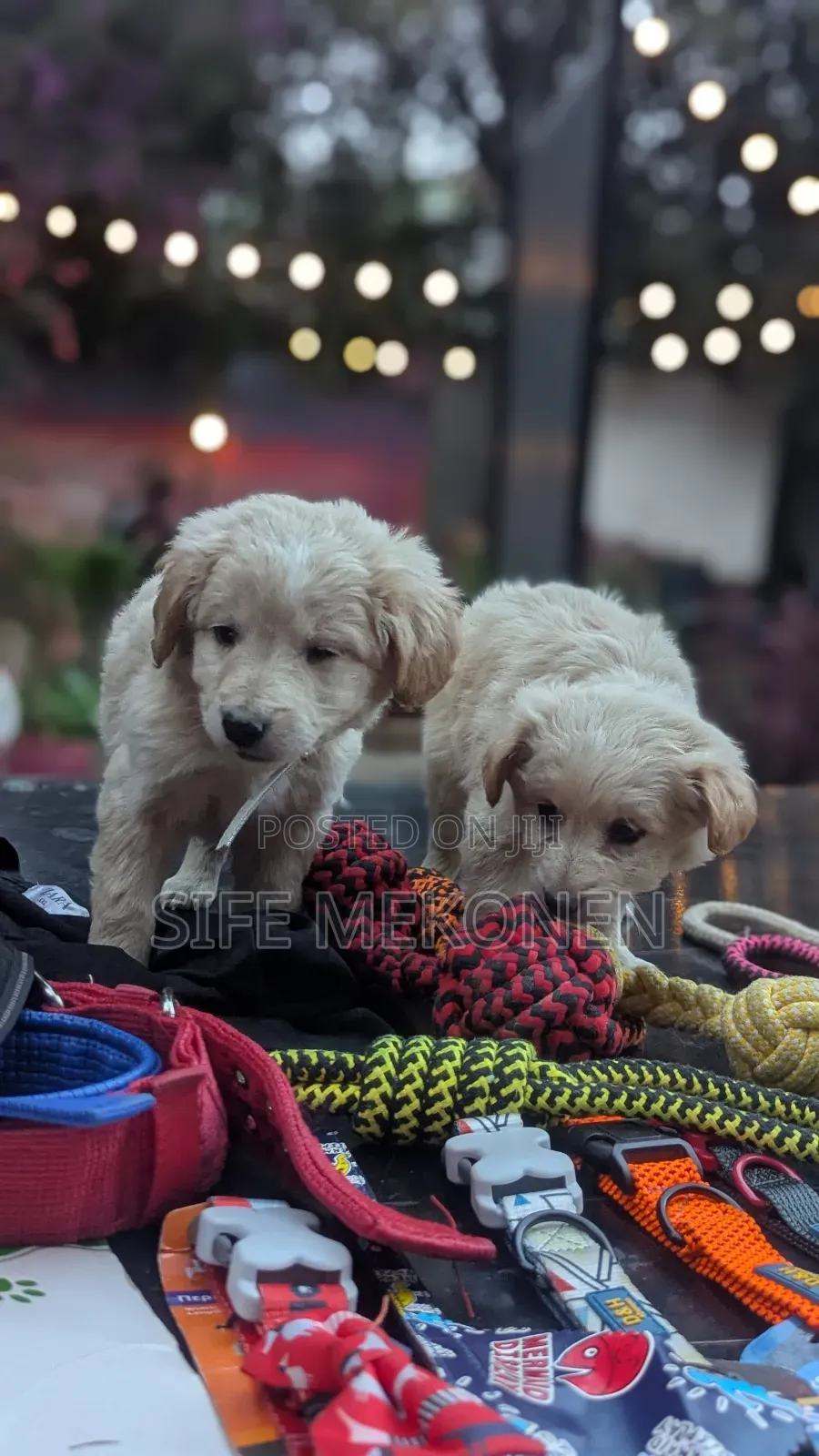 1-3 months Male Purebred Maltese