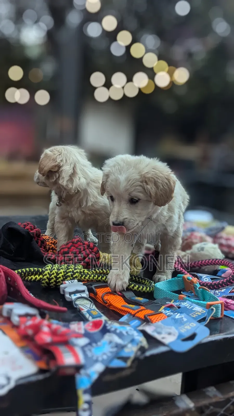 1-3 months Male Purebred Maltese