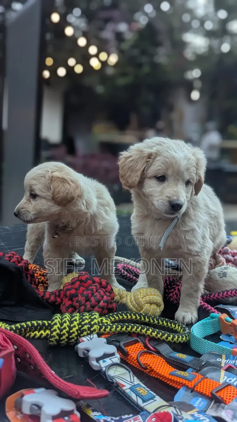 1-3 months Male Purebred Maltese