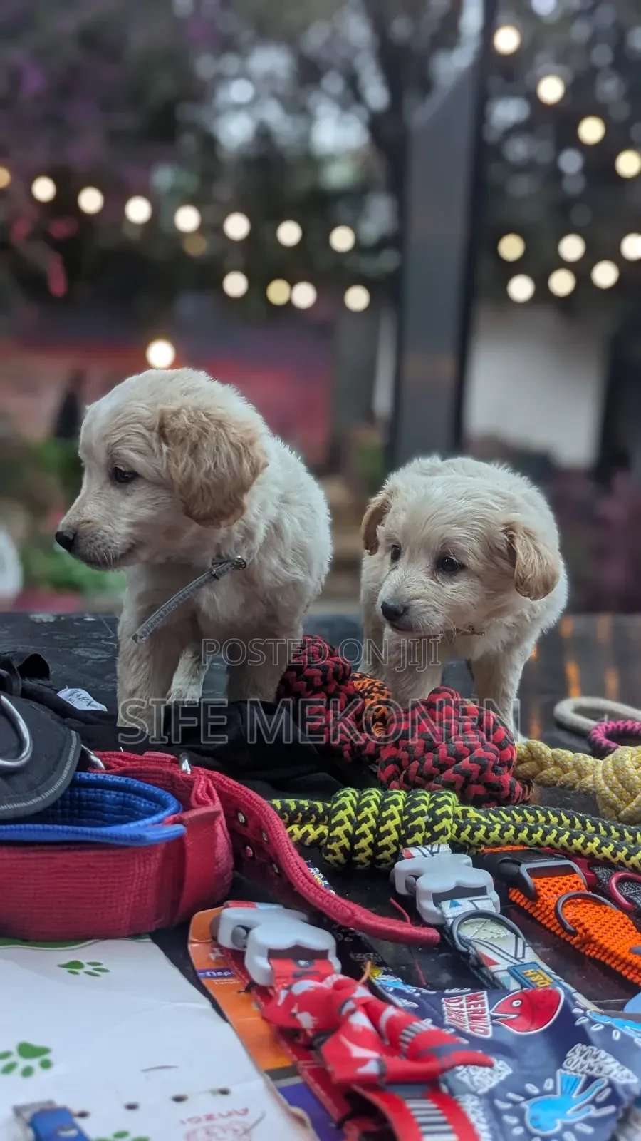 1-3 months Male Purebred Maltese