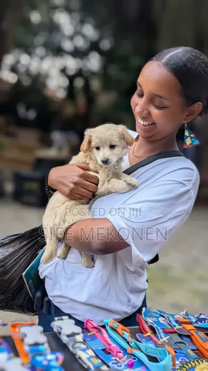Photo - 1-3 months Male Purebred Maltese