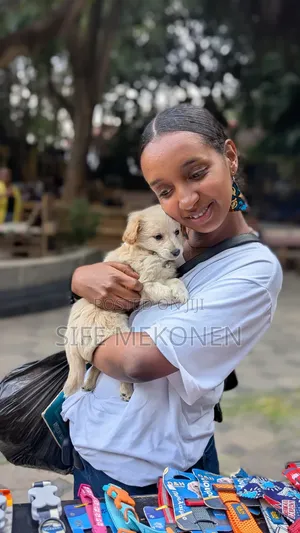 1-3 months Male Purebred Maltese