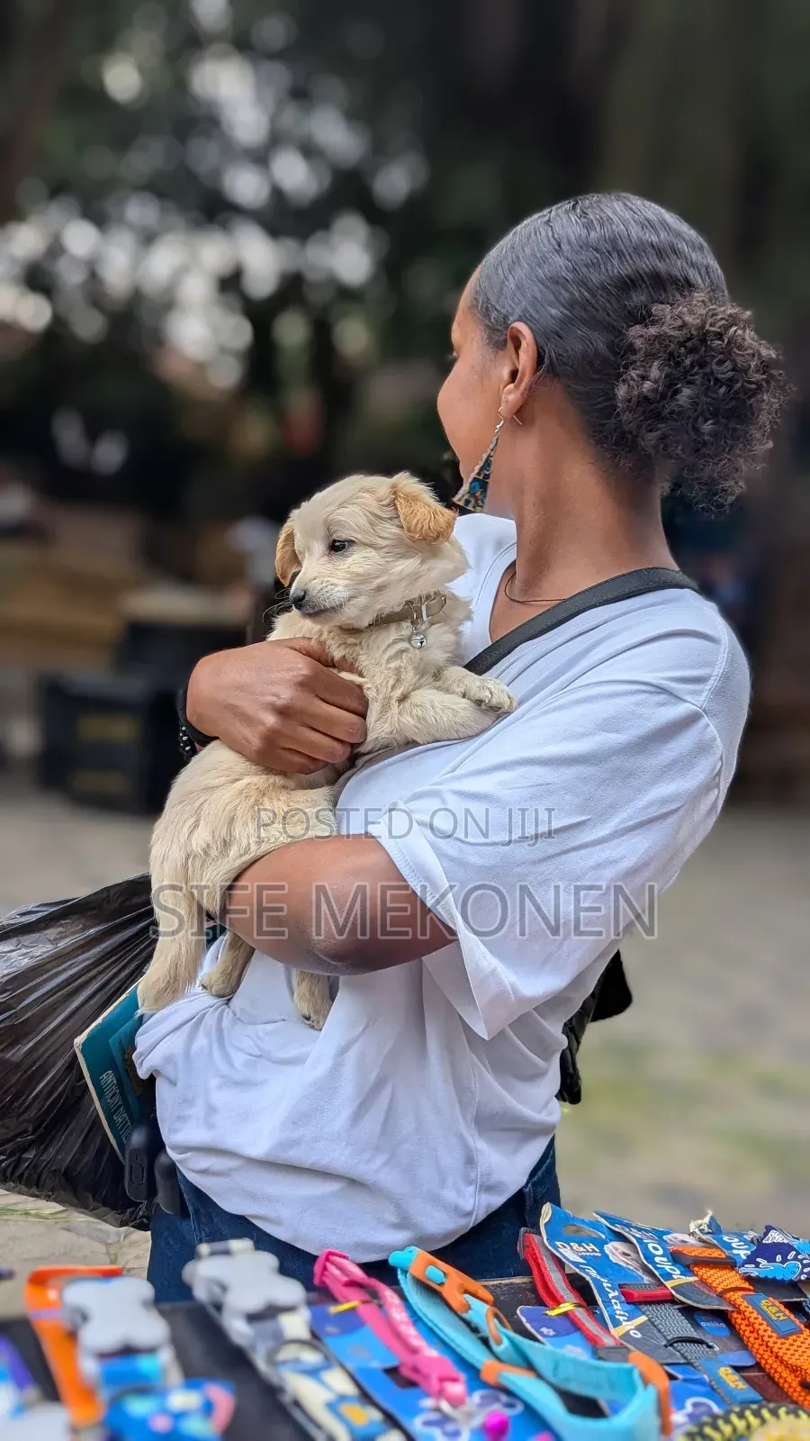 1-3 months Male Purebred Maltese