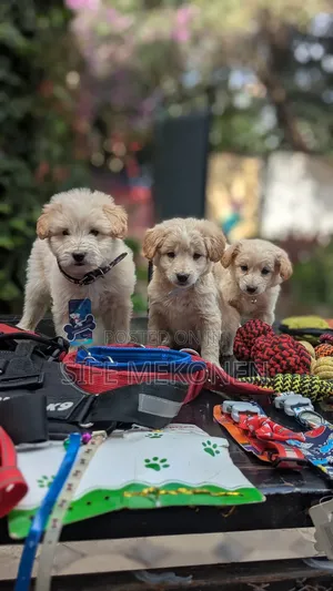 Photo - 1-3 months Male Purebred Maltese