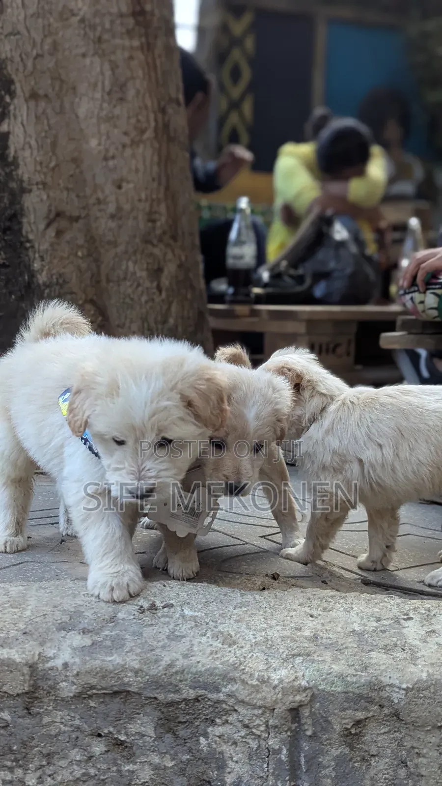 1-3 months Male Purebred Maltese