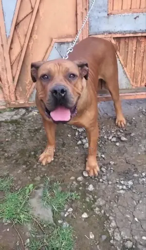 Photo - 1-3 months Male Purebred Boerboel