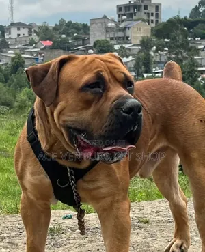 Photo - 1-3 months Male Purebred Boerboel
