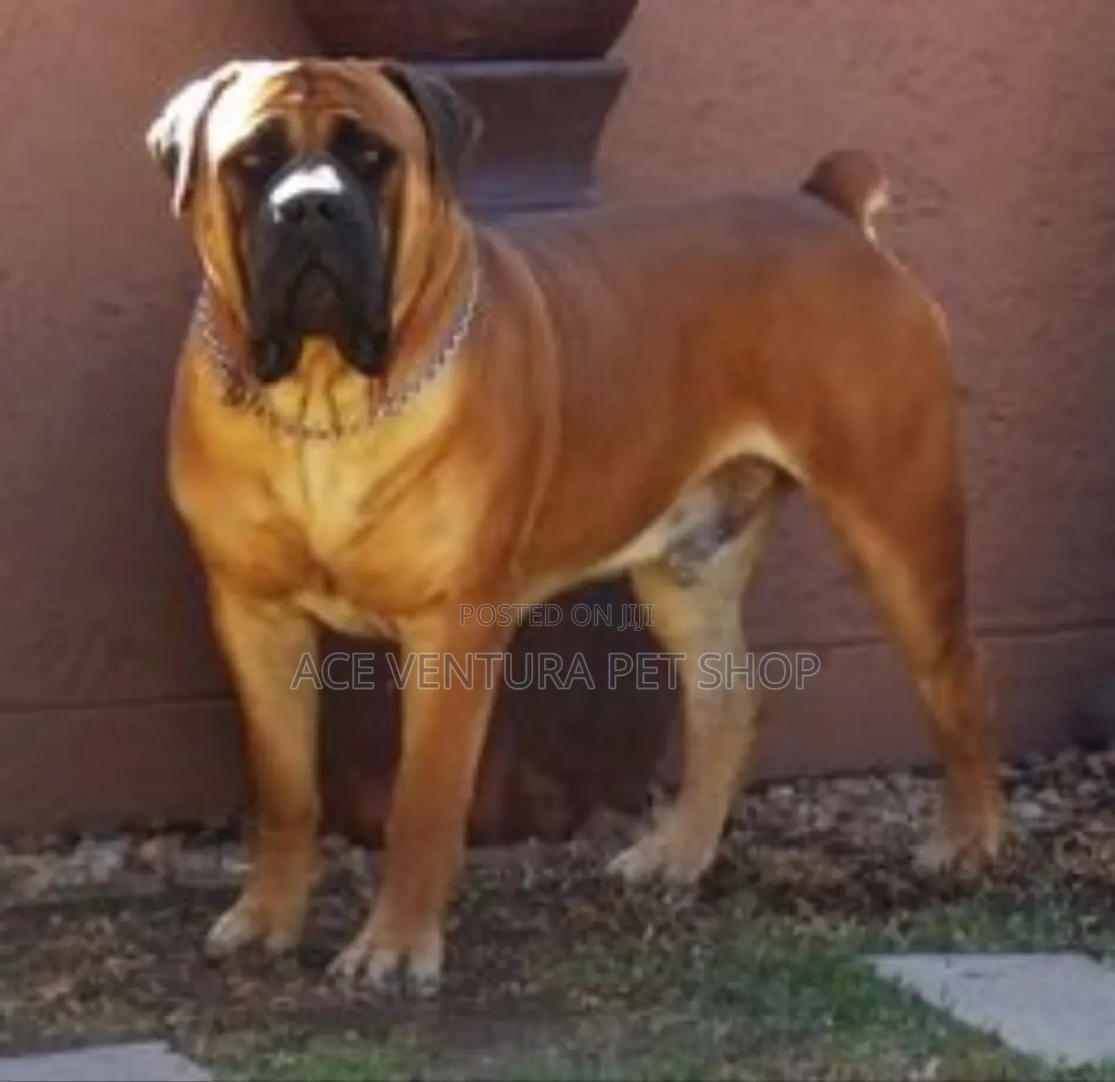1-3 months Male Purebred Boerboel