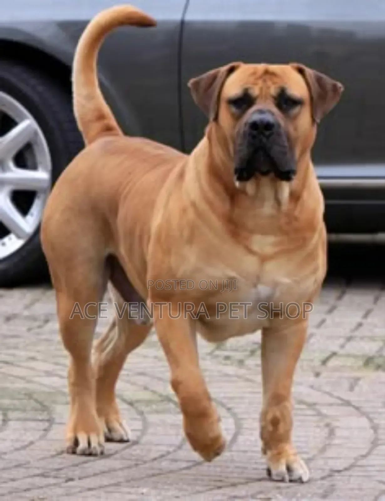 1-3 months Male Purebred Bullmastiff