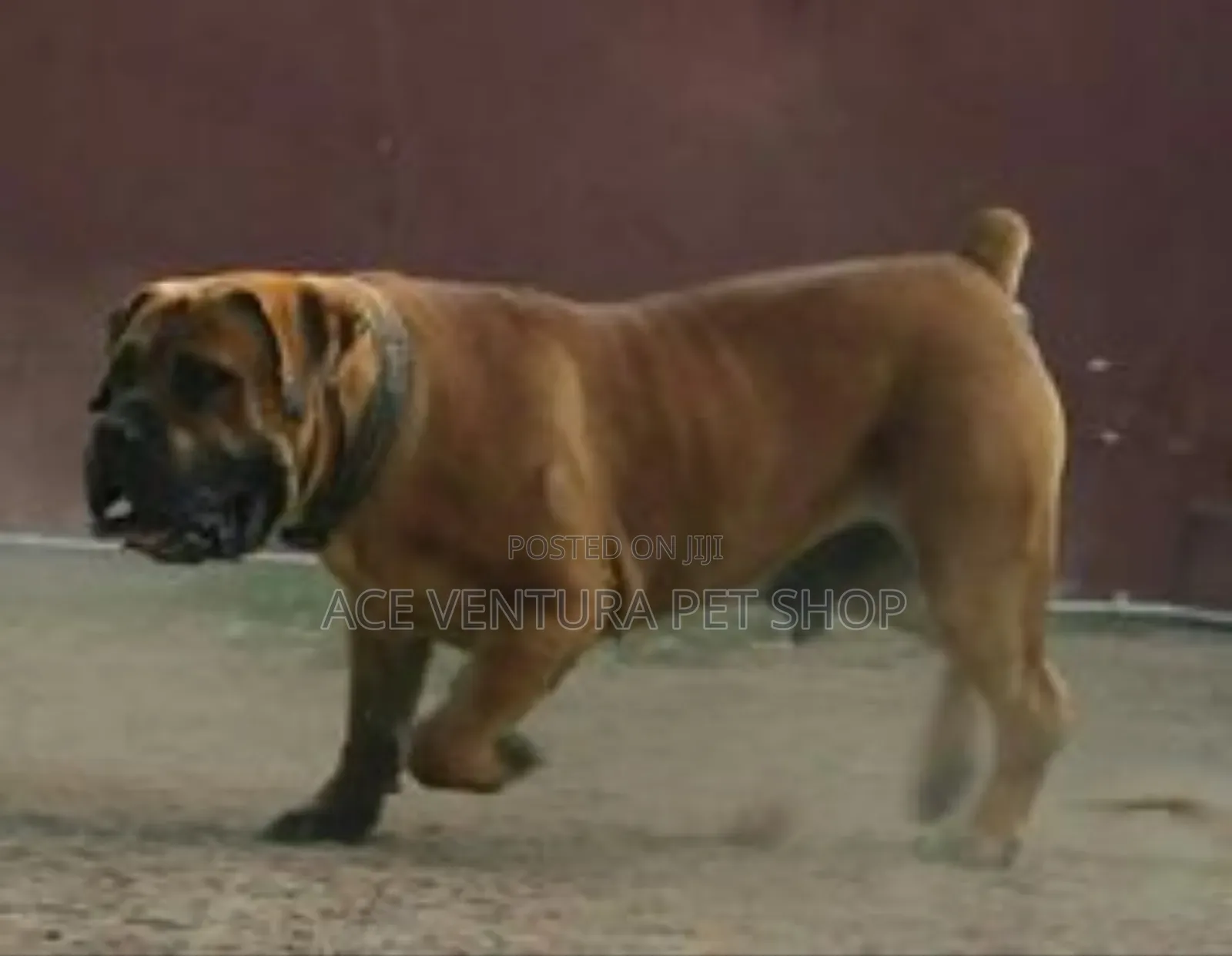 1-3 months Male Purebred Boerboel