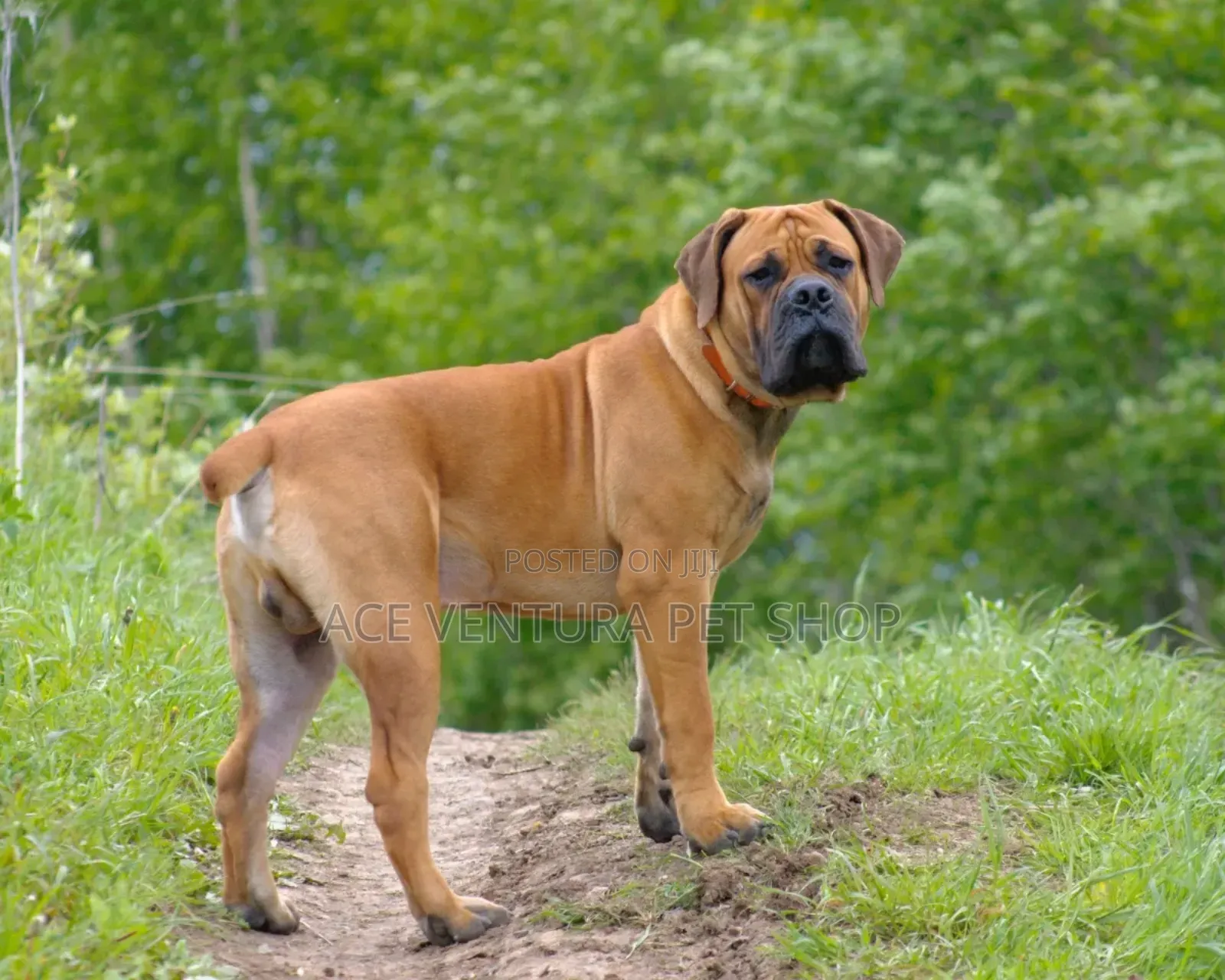 1-3 months Male Purebred Boerboel