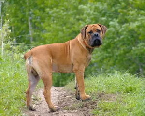 Photo - 1-3 months Male Purebred Boerboel