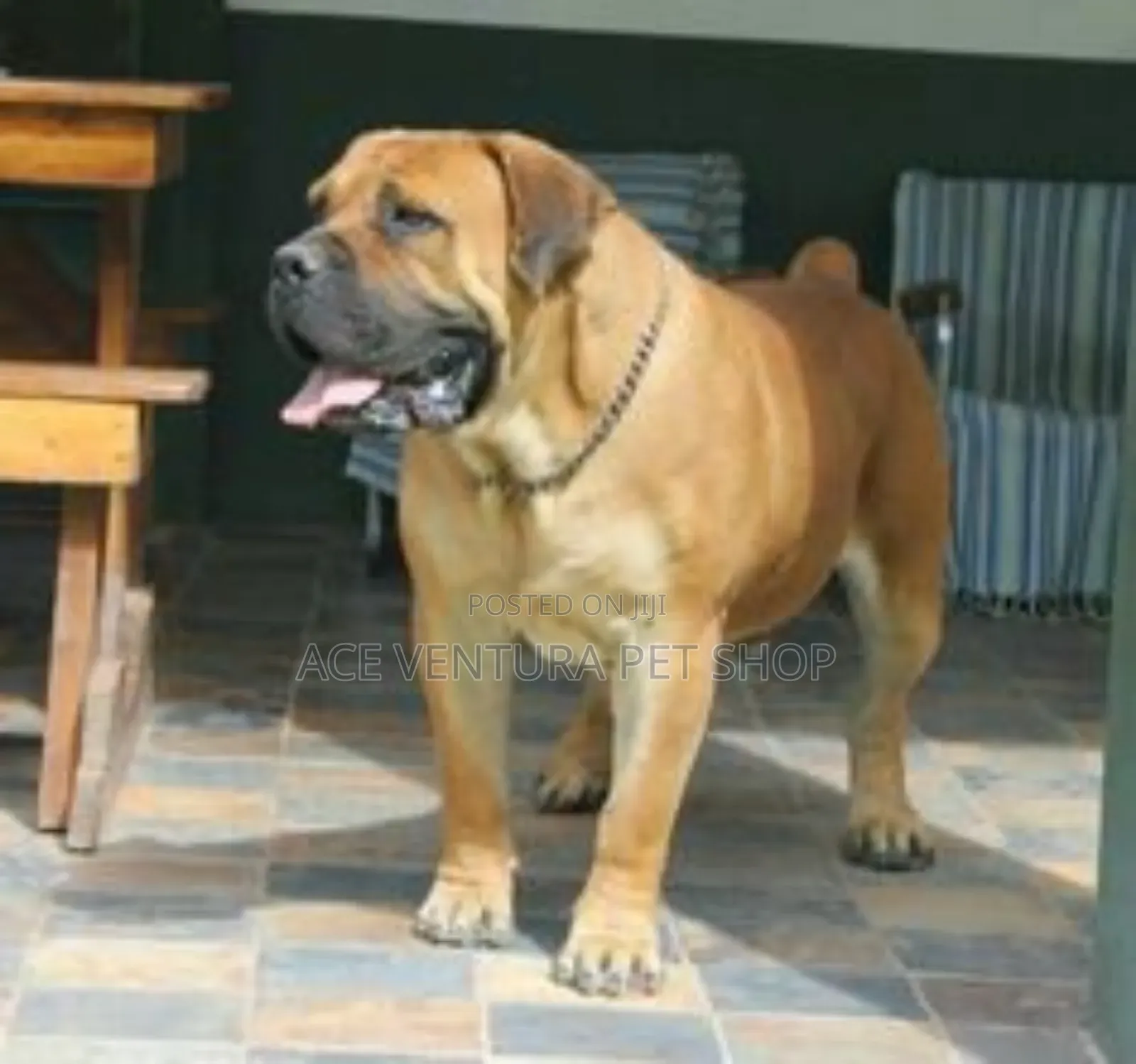 1-3 months Male Purebred Boerboel
