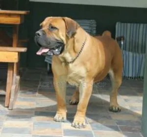 Photo - 1-3 months Male Purebred Boerboel