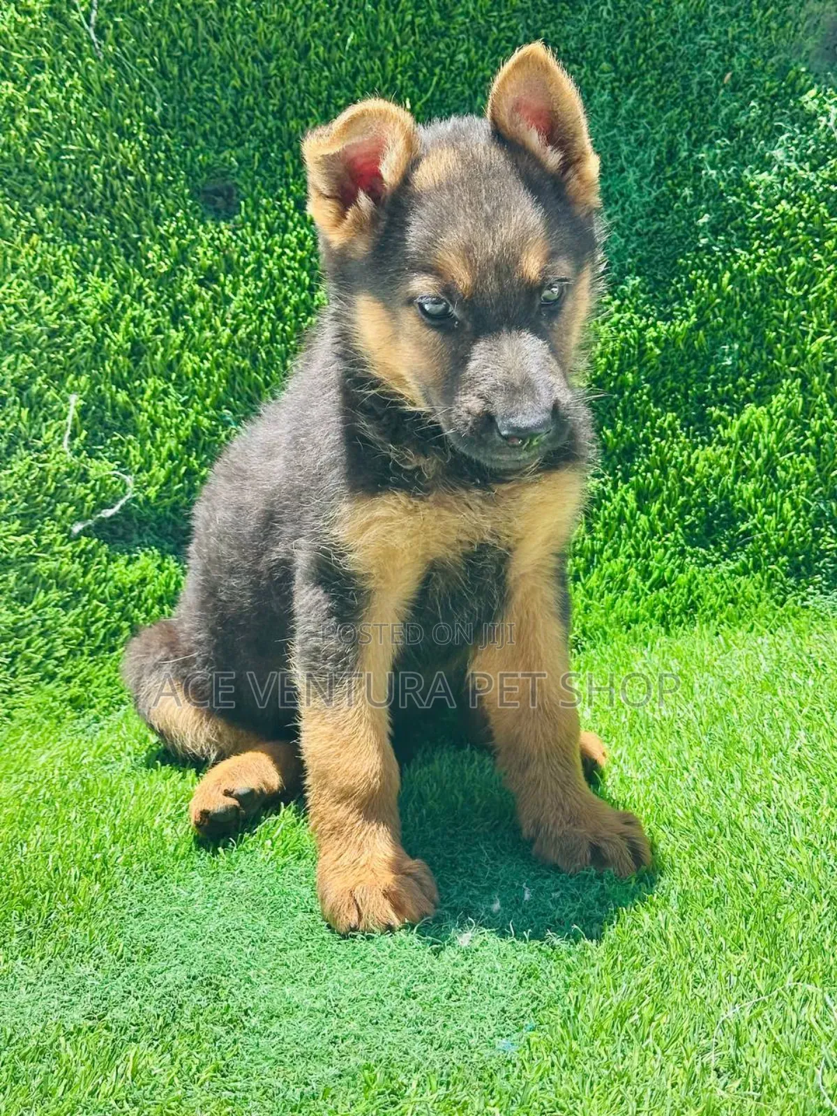 1-3 months Male Purebred German Shepherd