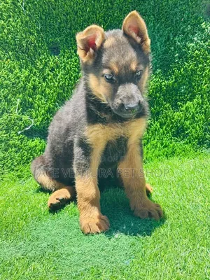 1-3 months Male Purebred German Shepherd