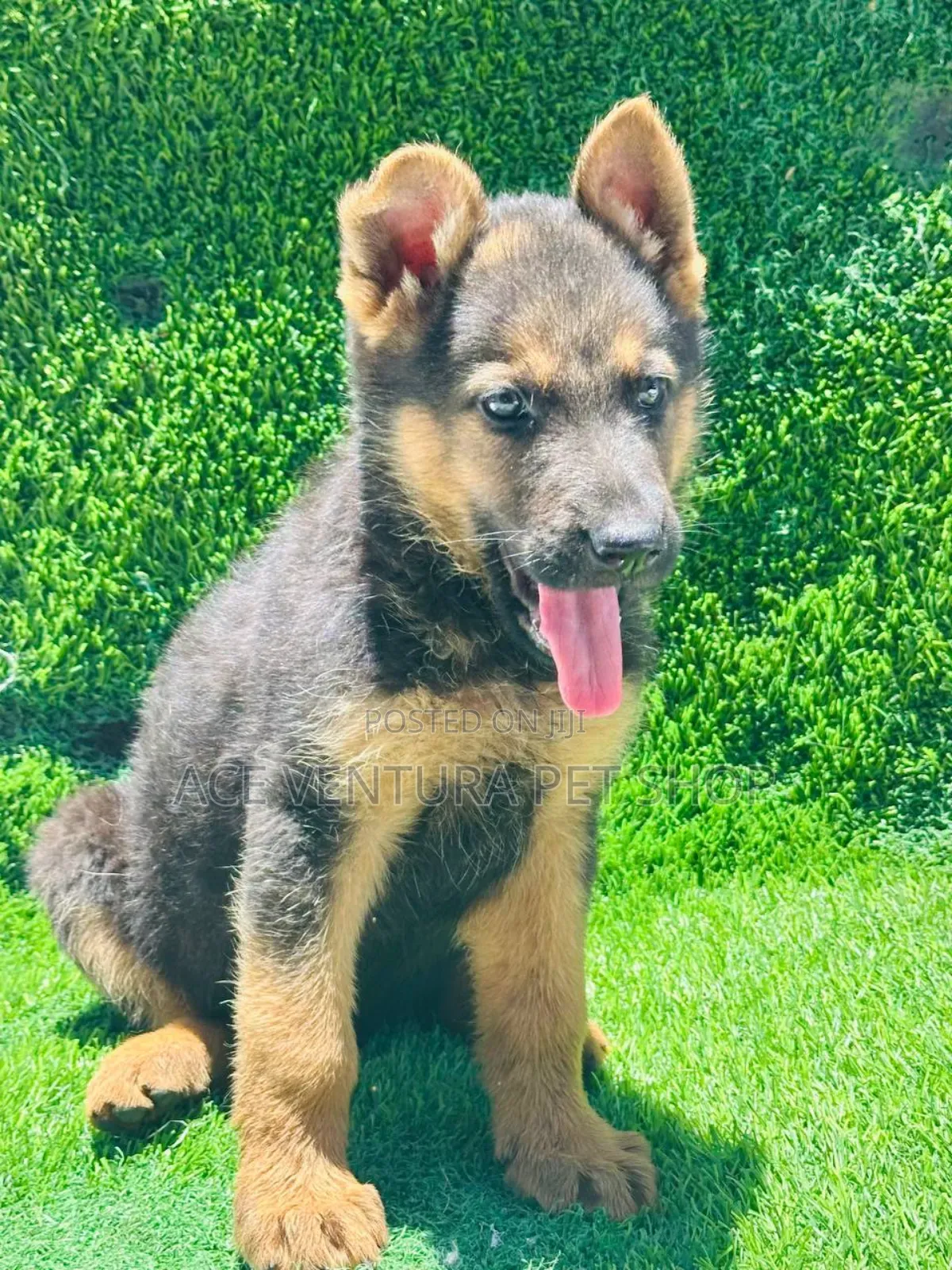 1-3 months Male Purebred German Shepherd