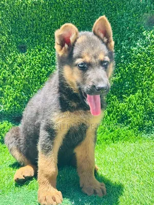 Photo - 1-3 months Male Purebred German Shepherd