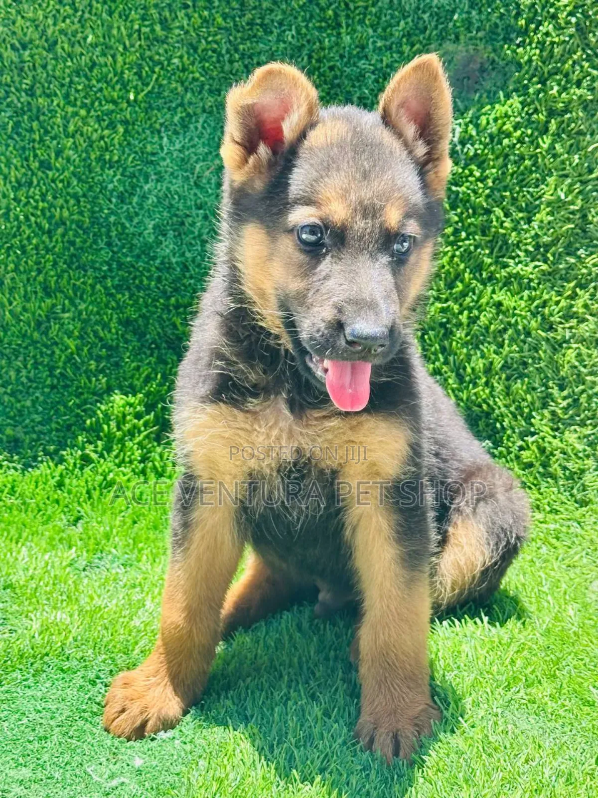 1-3 months Male Purebred German Shepherd