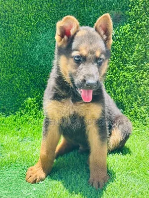 1-3 months Male Purebred German Shepherd